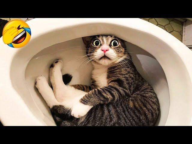 Trending Funny Dogs And Cats Videos 😂 Funniest Cats and Dogs 😸🐶 Part 3