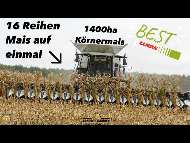 16 Reihen Mais auf einmal der 12M Maispflücker im Einsatz 1400ha Körnermais LU Westhoff im Lohn 2023