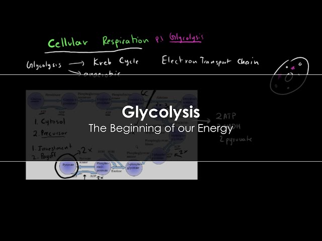 Glycolysis - An introduction to the energy making process