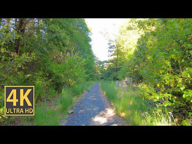 Sunny Forest Path Nature Walk 4K (With Ambient Nature Sounds And Music)