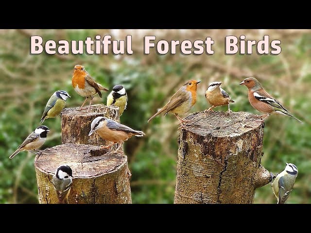 Videos for Cats : Beautiful Forest Birds