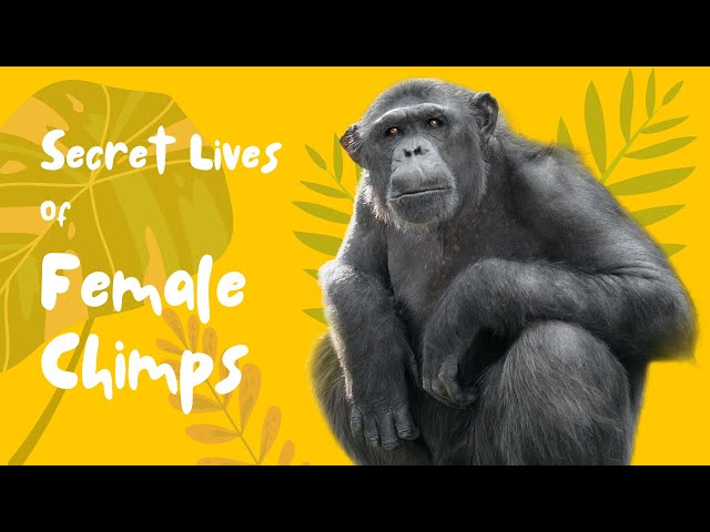 The Secret Lives of Female Chimpanzees
