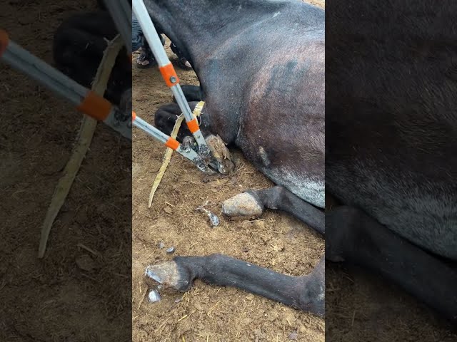 #animal#pedicure#asmr#satisfying #donkey#hooves#trimmed hooves
