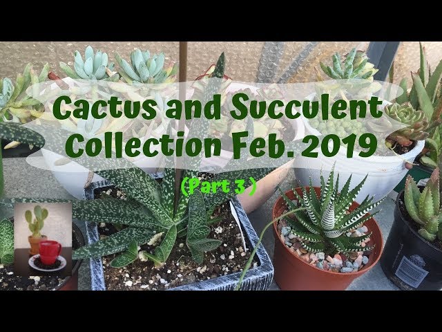 Cactus and Succulent Collection February 2019 (part 3) / Backyard Collection