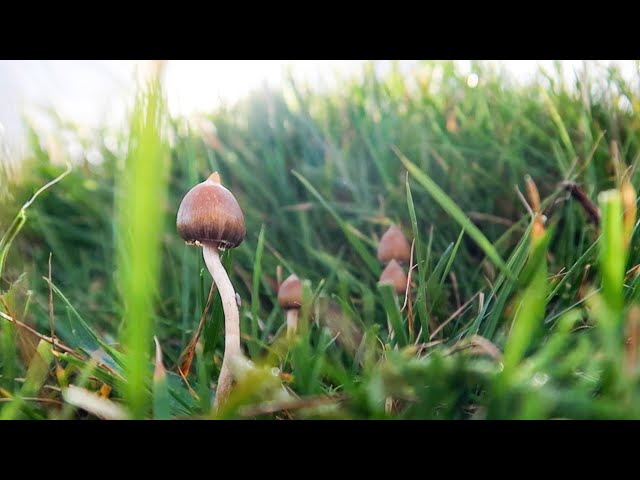 Complete guide to identifying liberty cap mushrooms | Ideal for beginners