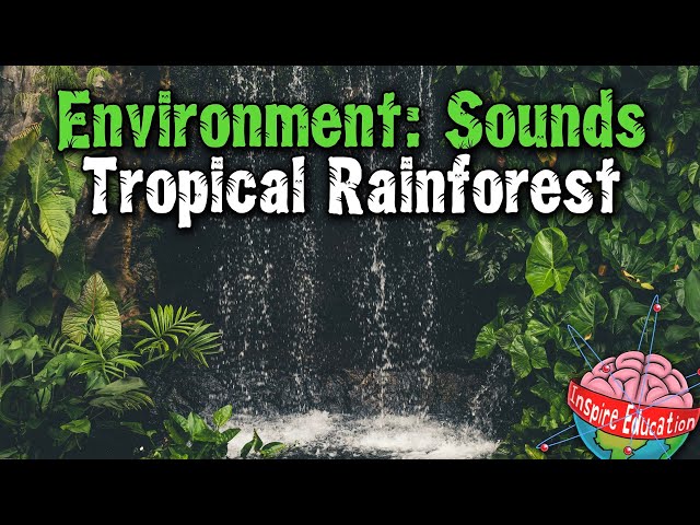 Learning Environments (Sounds): Tropical Rainforest