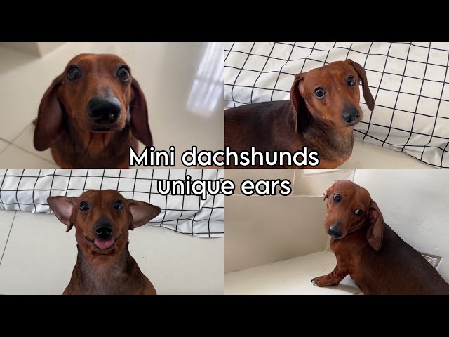 Mini dachshunds have unique ears