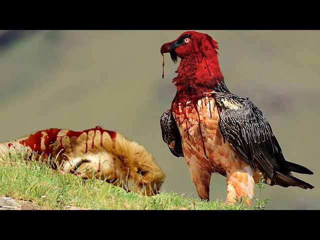 9 Deadliest Birds on the Planet