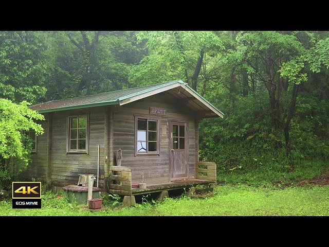 4K Rain falls on a hut in the forest / Occasionally hears the voice of a bird