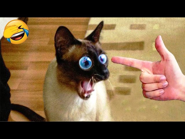 New Funniest Animals 😄 New Funny Cats and Dogs Videos 😹🐶 Part 14