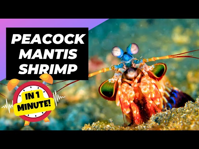 Peacock Mantis Shrimp 💥 Epic Underwater Puncher! | 1 Minute Animals