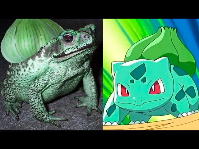 10 Pokémon in real life