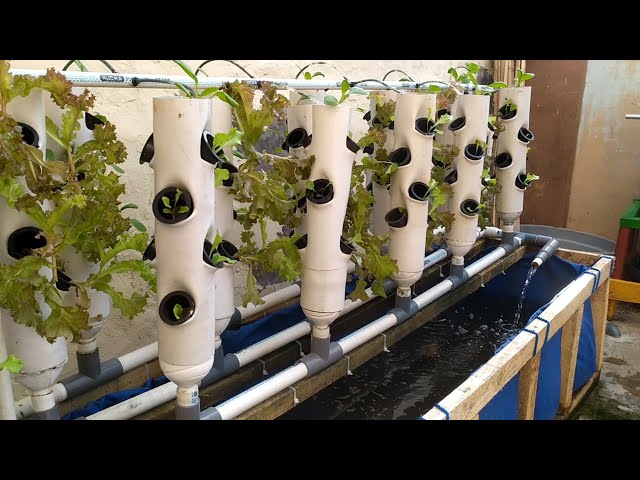 Build Aquaponic system at home: Harvest fresh vegetables and fish every time