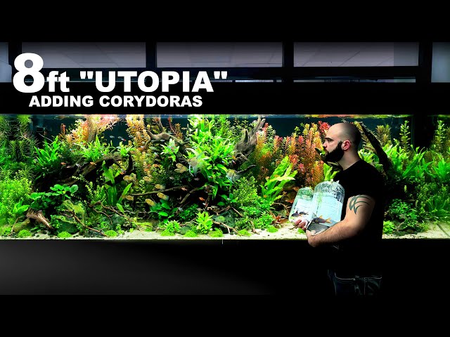 8ft "UTOPIA" Aquarium - 2 month update: time to add Corydoras (final fish)