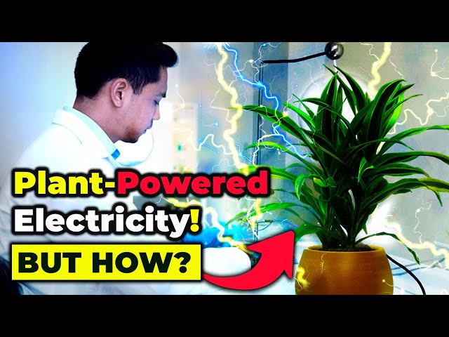 REVOLUTIONARY!! Scientists Create ELECTRICITY from PLANTS!!