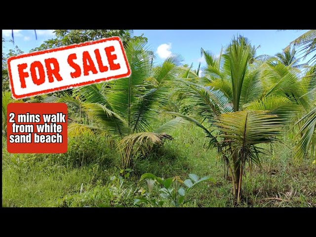 #93 Coconut farm for sale / Lot for sale / Calauag Quezon province
