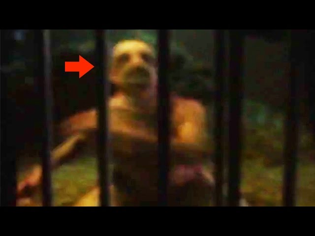 20 CREEPY Unknown Creatures Caught on Tape