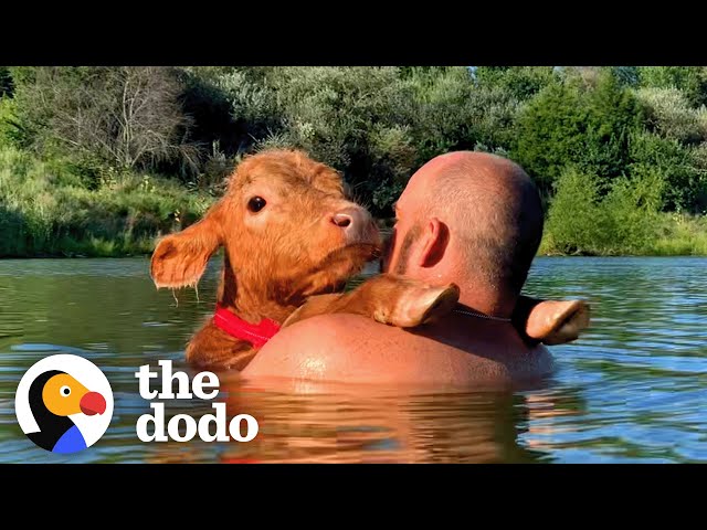 Baby Cow Insists On Jet Skiing With His Dad | The Dodo