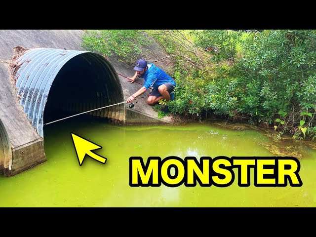 How many MONSTER FISH are in ONE STORM SEWER???!