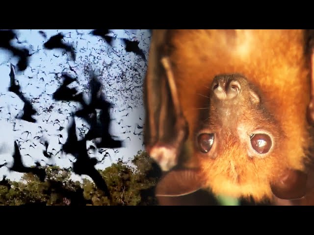 Decrease in Bats Could Hurt Coffee and Chocolate Crops