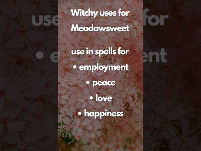 meadowsweet in witchcraft