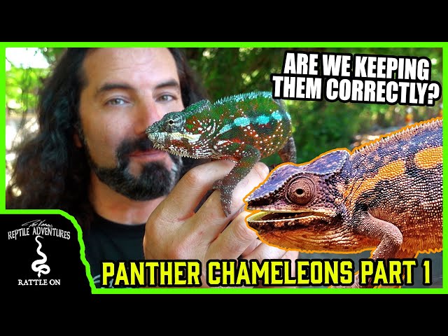 PANTHER CHAMELEONS IN THE WILD! - Part 1 - The search for Furcifer pardalis