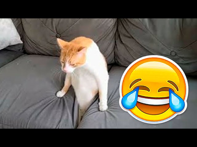 Funniest Cats And Dogs Videos 😂 New Funny Videos 2024