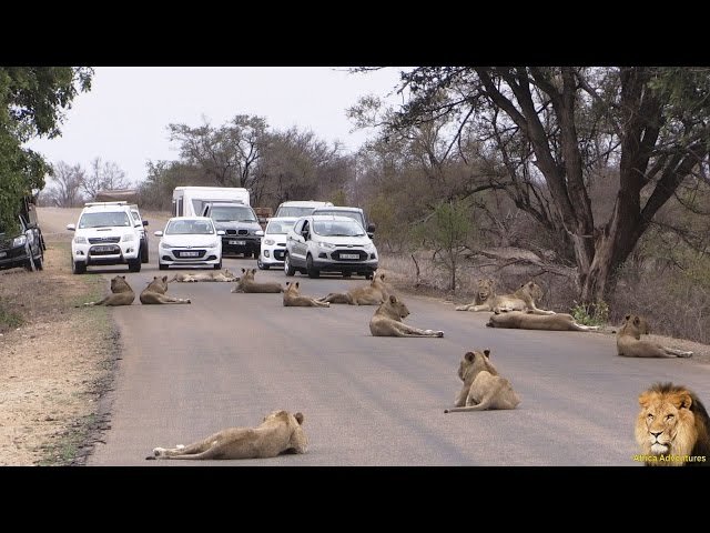 Largest Lion Pride Ever Blocking Road In Kruger Park