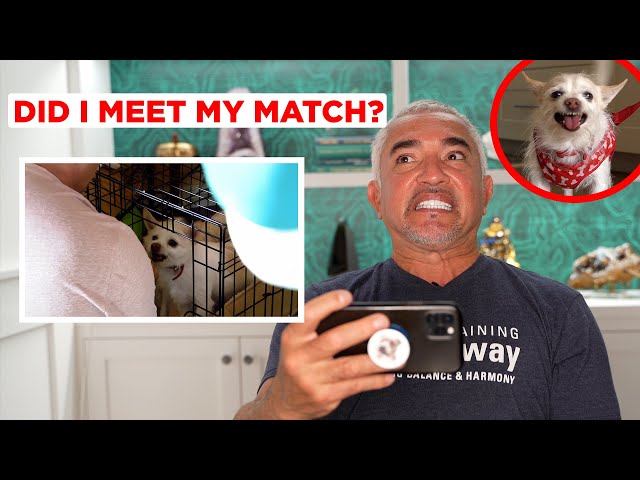 HOW I TRAINED AN AGGRESSIVE CHIHUAHUA! (Reacting to Has Cesar Met His Match!)