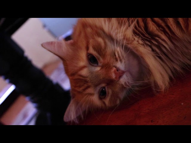 I gave my cat a starring role (60 Second Music Shorts)