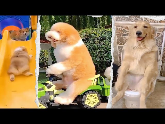 ⚠️You Won't Believe How Funny These Animals Are!🐶😺 #dog  #funnyanimals #puppy