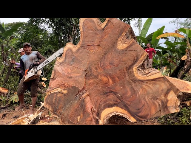 Full of surprises... Cut down a century-old trembesi tree.