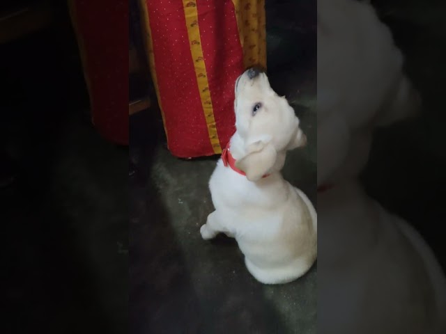 cute labrador dog waiting for his food 😍❤️ || cute labrador puppy lover video