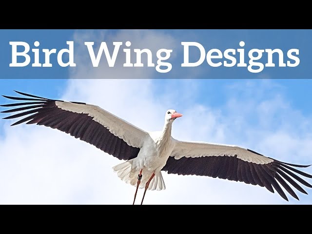 Bird Wing Shapes - How Birds Fly