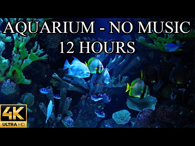 AQUARIUM 4K Coral Reef 4K Aquarium No Music No Ads - 12 Hours | Aquarium Sounds For Sleeping