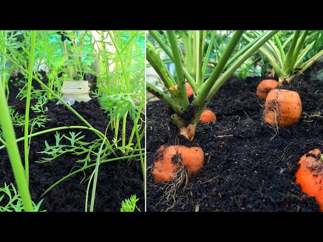 It was surprising with the way to grow carrots at home for a lot of tubers