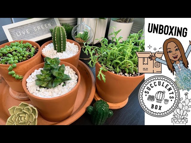Succulant Box Unboxing 📦 and Review || A girl with a garden