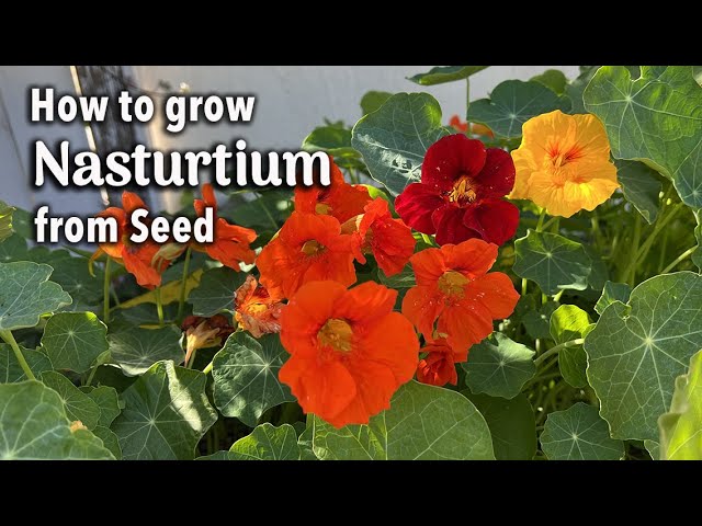 How to Grow Nasturtium from Seed in Pots | An Easy Planting Guide