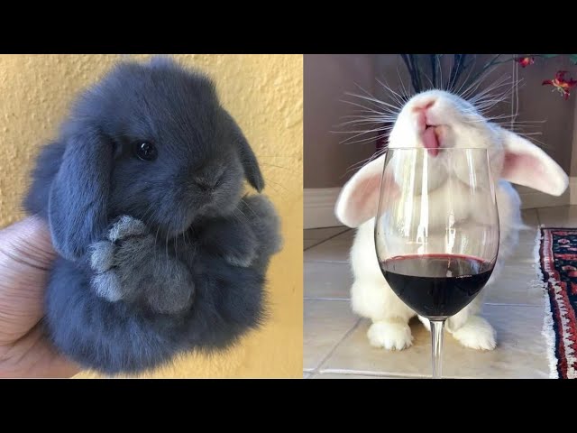 Cute Baby Animals Videos Compilation | Funny and Cute Moment of the Animals #24 - Cutest Animals