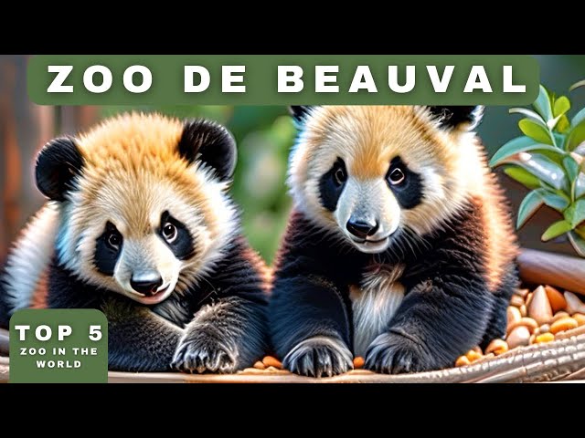 Baby Pandas in Zoo de Beauval | 2024 | France
