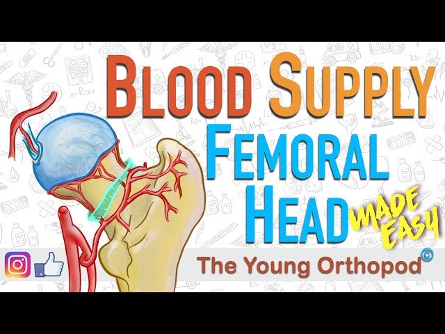 Blood Supply of Femoral Head | MADE EASY | NEET PG | Femur Anatomy - The Young Orthopod