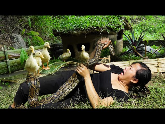 Being attacked by a python - Try to protect the ducklings| Off-Grid Living