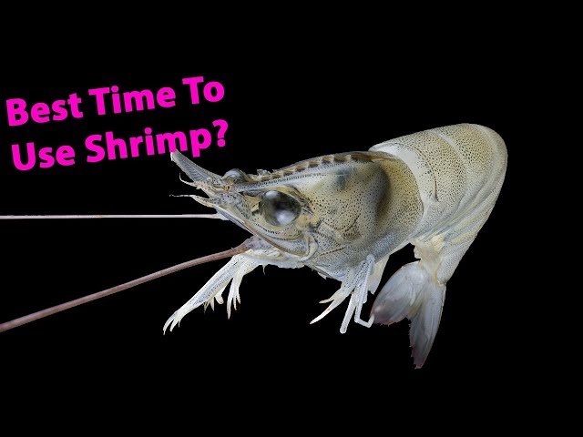The Best Time to Use Shrimp For Snook, Redfish, Trout & Flounder