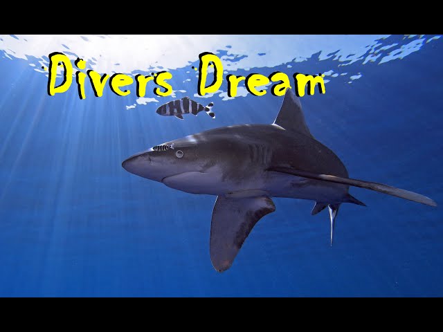 Divers dream