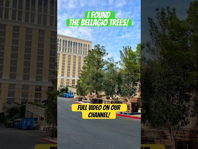 I found the Bellagio Trees that are coming back in the front of the fountains! #lasvegasconstruction