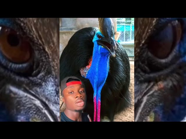 Cassowaries are truly the spawn of Satan