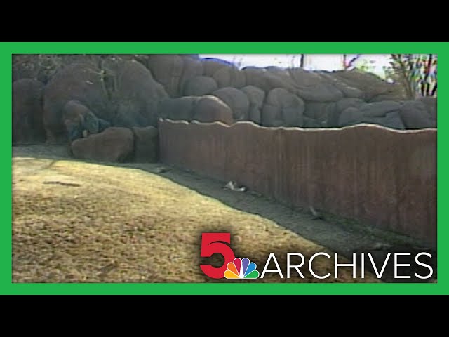 1989: Wild dogs kill springbok antelopes at the Saint Louis Zoo