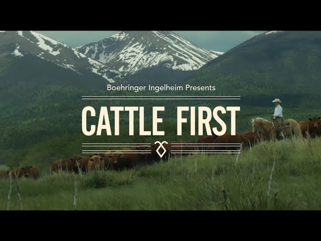 Cattle First Documentary