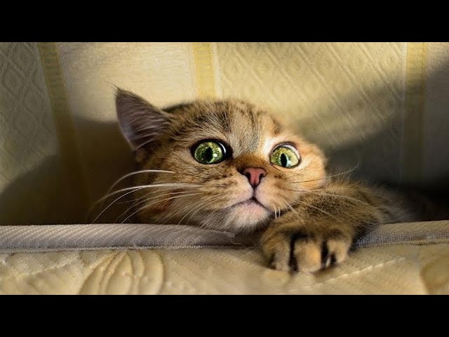 Funny Clumsy Cats Compilation! Try Not To Laugh Too Hard!
