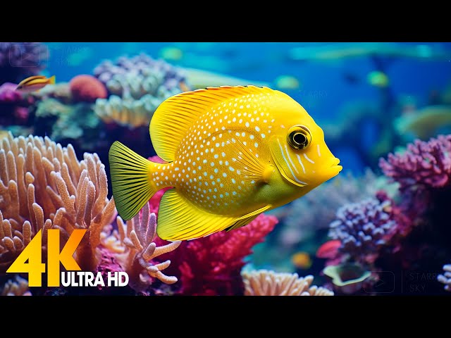 Aquarium 4K VIDEO (ULTRA HD) 🐠 Beautiful Coral Reef Fish - Relaxing Sleep Meditation Music #85